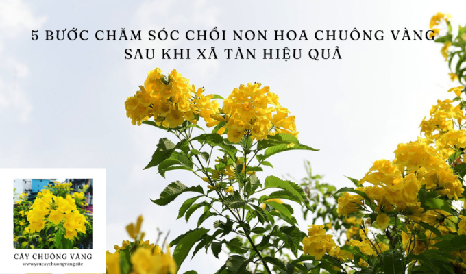 5 Bước Chăm Sóc Chồi Non Hoa Chuông Vàng Sau Khi Xã Tàn Hiệu Quả