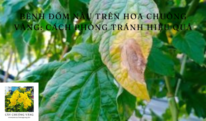 Bệnh đốm nâu trên hoa chuông vàng: Cách phòng tránh hiệu quả