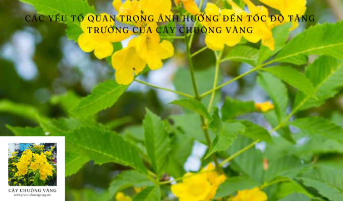 Các yếu tố quan trọng ảnh hưởng đến tốc độ tăng trưởng của cây chuông vàng