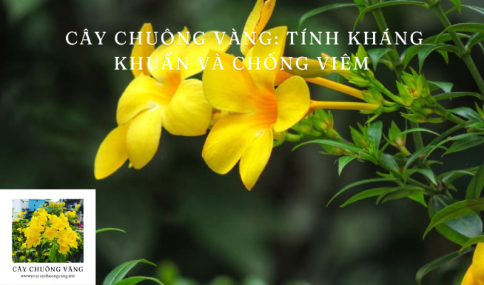 Cây chuông vàng: Tính kháng khuẩn và chống viêm 