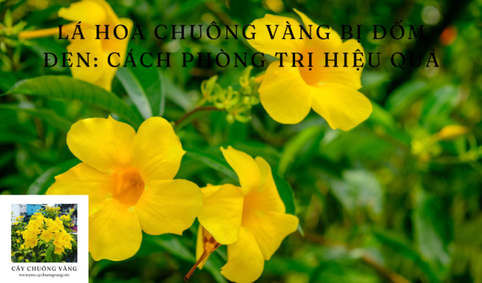 Lá hoa chuông vàng bị đốm đen: Cách phòng trị hiệu quả