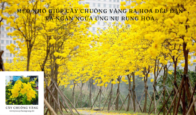 Mẹo nhỏ giúp cây chuông vàng ra hoa đều đặn và ngăn ngừa úng nụ rụng hoa