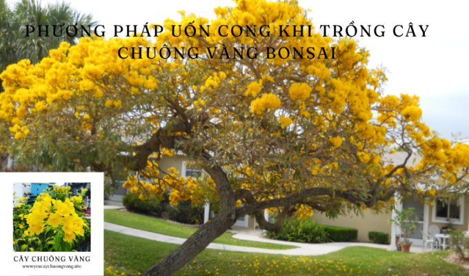 Phương pháp uốn cong KHI TRỒNG CÂY chuông vàng BONSAI: Bí quyết thành công