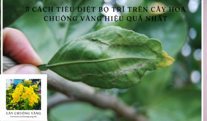 5 Cách tiêu diệt Bọ trĩ trên cây Hoa chuông vàng hiệu quả nhất