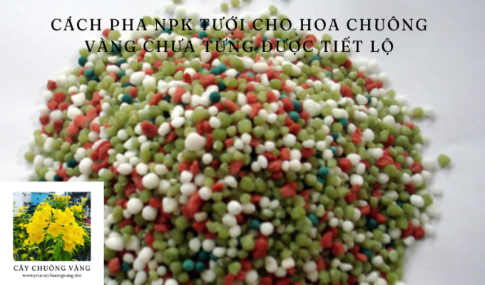 Cách pha NPK tưới cho hoa chuông vàng chưa từng được tiết lộ