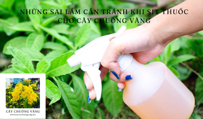 Những sai lầm cần tránh khi sịt thuốc cho cây chuông vàng