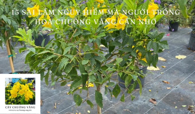 15 Sai Lầm Nguy Hiểm Mà Người Trồng Hoa Chuông Vàng Cần Nhớ