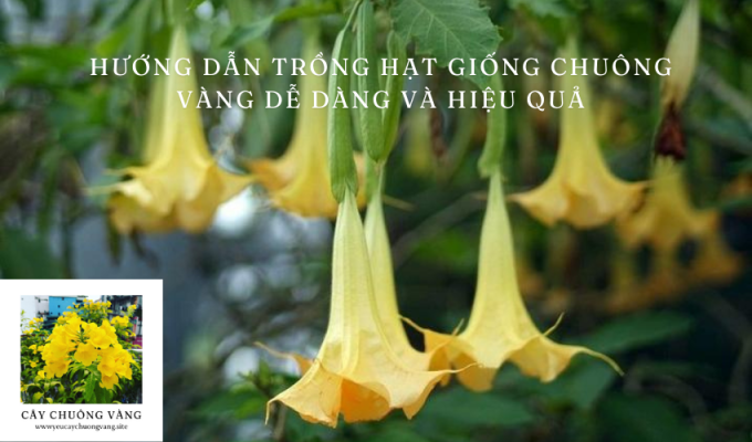 Hướng dẫn trồng hạt giống chuông vàng dễ dàng và hiệu quả