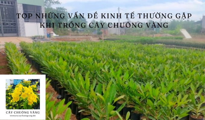 Top những vấn đề kinh tế thường gặp khi trồng cây chuông vàng