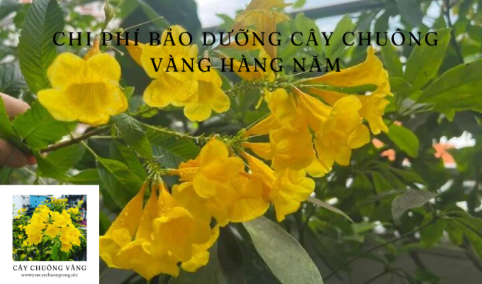 Chi phí bảo dưỡng cây chuông vàng hàng năm