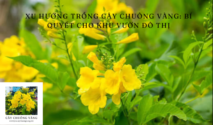 Xu hướng trồng cây chuông vàng: Bí quyết cho khu vườn đô thị