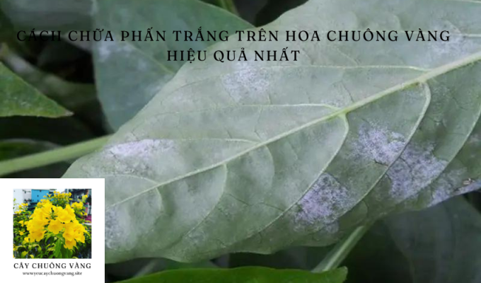 Cách chữa phấn trắng trên hoa chuông vàng hiệu quả nhất: Bí quyết đơn giản từ vị tự nhiên