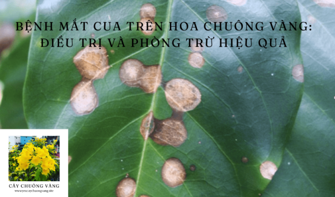 Bệnh mắt cua trên hoa chuông vàng: Điều trị và phòng trừ hiệu quả