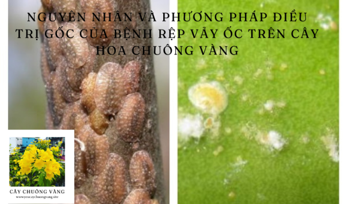 Nguyên nhân và phương pháp điều trị gốc của bệnh rệp vảy ốc trên cây hoa chuông vàng