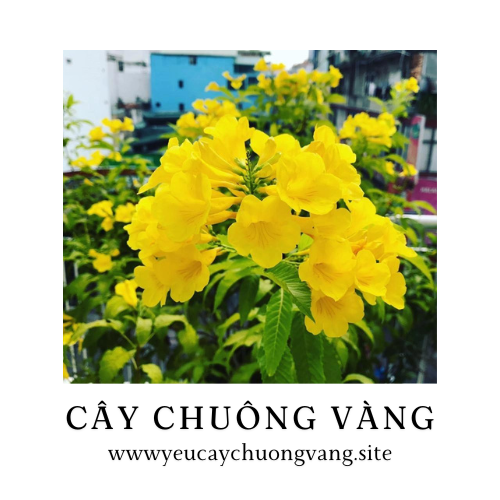 yeucaychuongvang.site